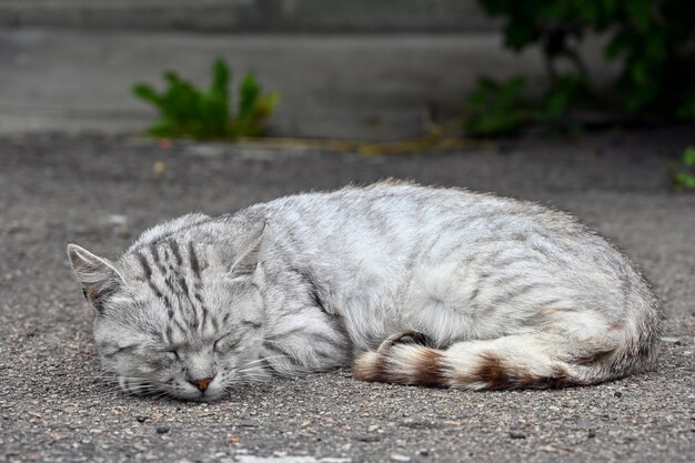 Siesta de la tarde de un gato de jardín