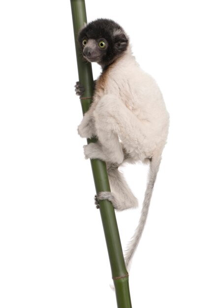 Sifaka coroado jovem - Propithecus coronatus em um branco isolado (espécie endêmica de Madagascar)