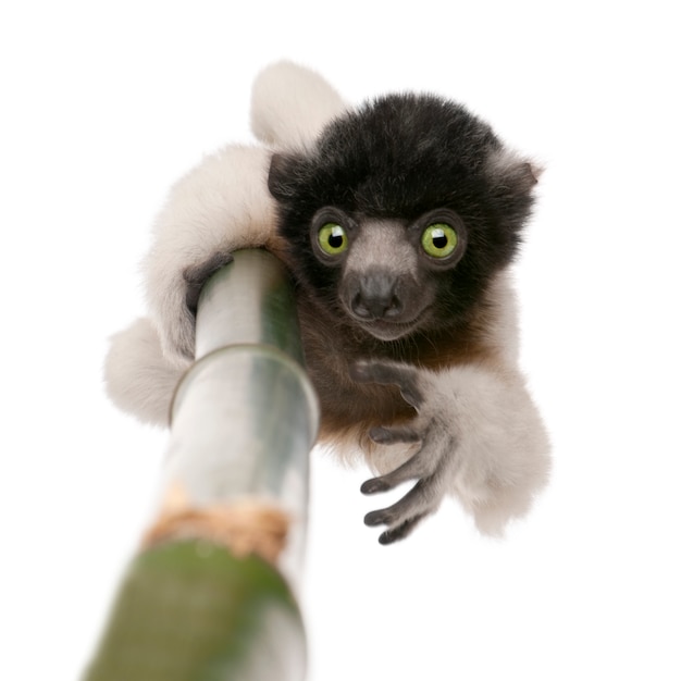 Sifaka coroado jovem - propithecus coronatus em um branco isolado (espécie endêmica de madagascar)