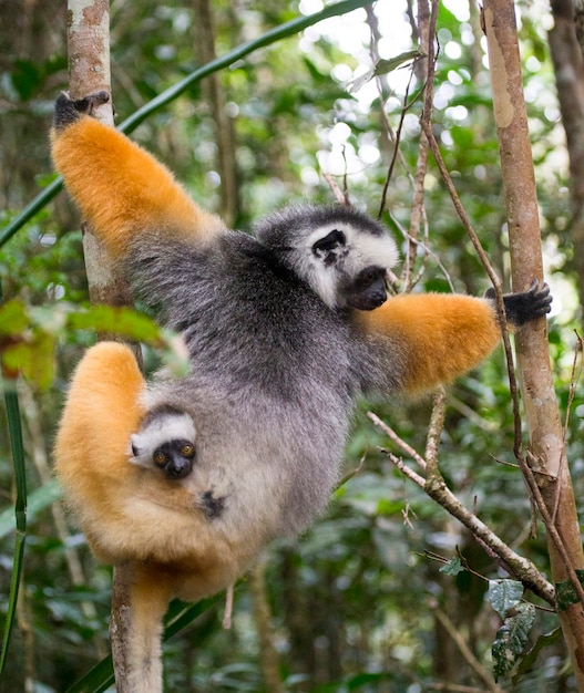 Sifaka diadema con un bebé