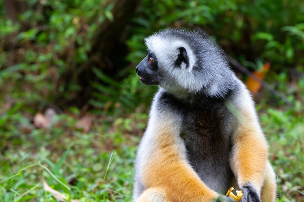 Un sifaka diadema en su entorno natural en la selva tropical de la isla de Madagascar