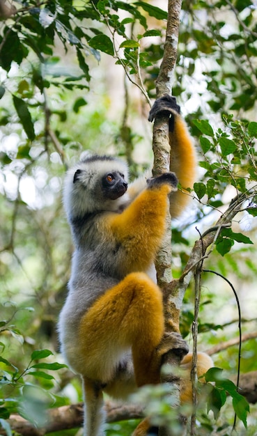 Sifaka Diademed está sentado en una rama