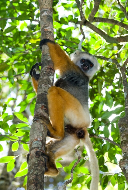 Sifaka Diademed está sentado en una rama