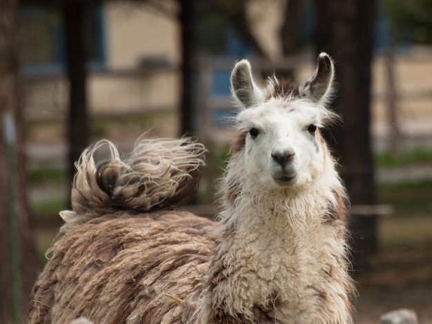 Signle lama en la granja en Montrose, Colorado.