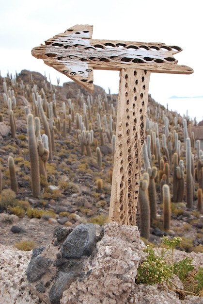 Foto signo de flecha y cactus en el desierto