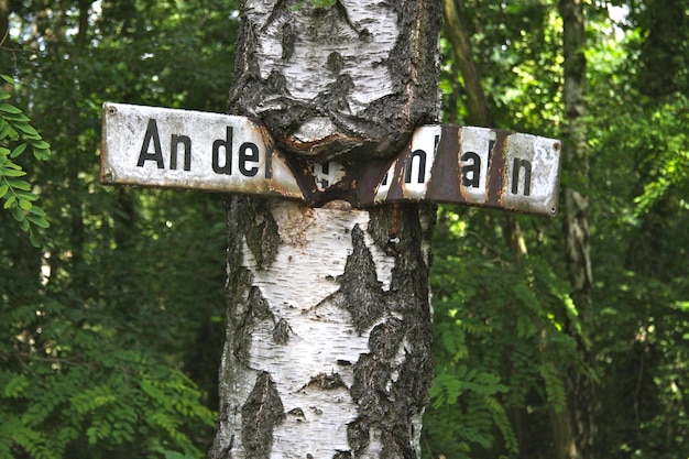 Foto signo informativo en el tronco de un árbol en el bosque