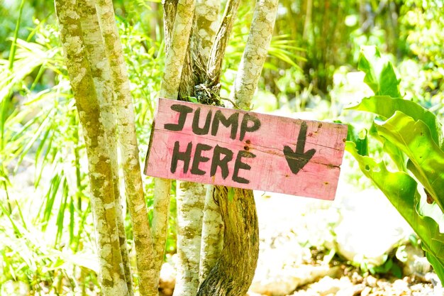 Foto signo informativo en el tronco del árbol