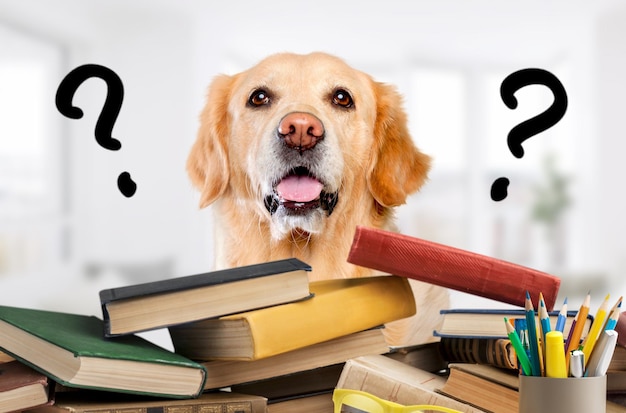 Signo de interrogación - resolviendo problemas de perros encontrando las respuestas haciendo la tarea con libros