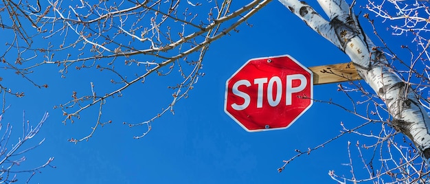 Signo de parada rojo de contraste vibrante contra el cielo azul dinámico con ramas de abedul