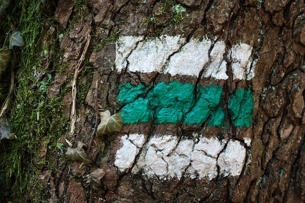 Signo turístico en corteza de árbol Marcado de rutas turísticas