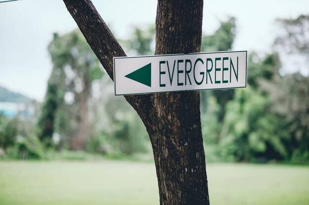 Signo verde atascado en un árbol verde para indicar el camino