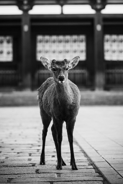 Sika-Hirsch im Nara Park, Japan