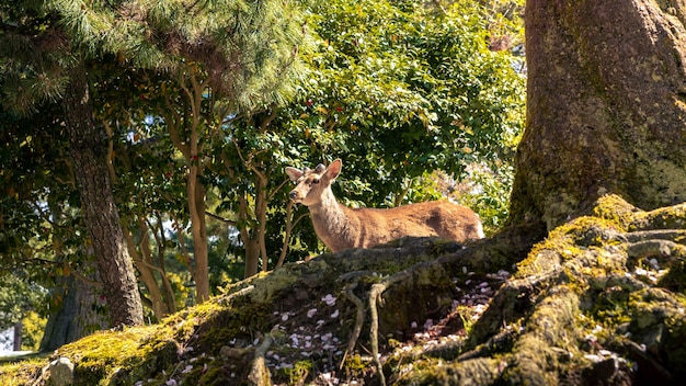 Sika-Hirsche leben frei in einem japanischen Nara-Park. Ein junger wilder Cervus Nippon während der Frühjahrssaison. Touristenattraktion Japans. Naturparks der Welt.