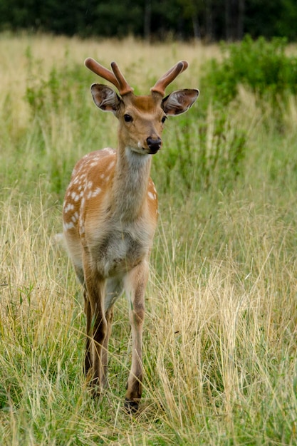 Sika-Hirschwanderungen im Reservat im Sommer Tourismus in Russland Reisen in die Natur