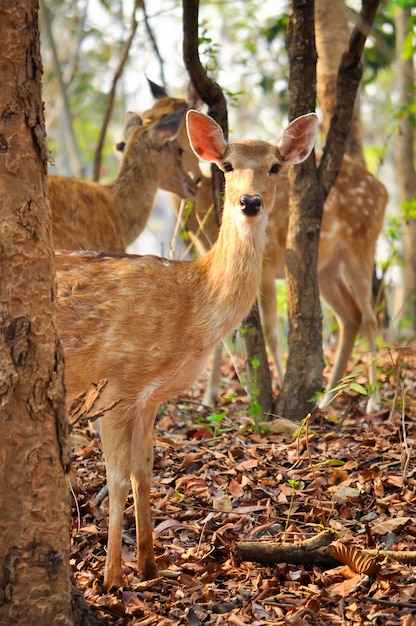 Foto sika rotwild