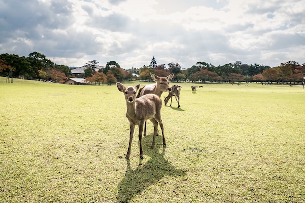 Sika sagrado venado bosque del parque Nara, Japón