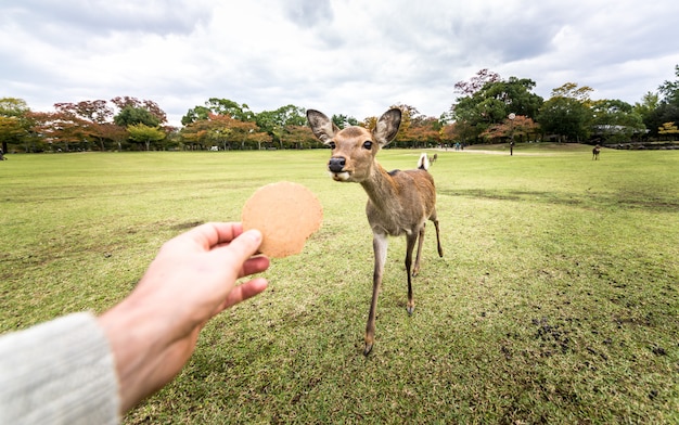 Sika sers, veados, floresta de Nara Park, Japão