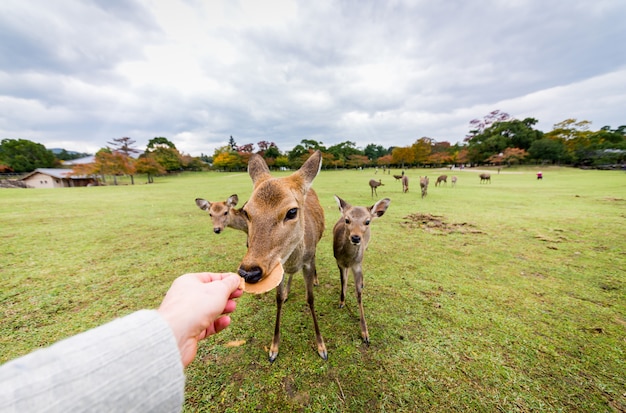 Sika veados sagrados Nara Park floresta, Japão