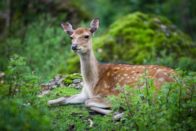 Sikahirsch lat Cervus Nippon Damhirschkuh