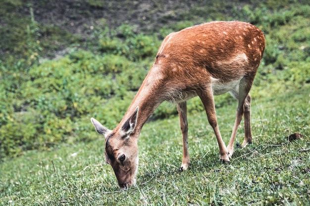 Sikahirschweibchen, das Gras isst