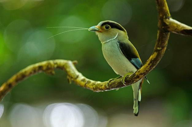 Silber-breasted Broadbill auf Baumast