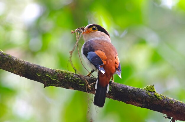 Silber breasted Broadbill Serilophus lunatus Schöne männliche Vögel von Thailand