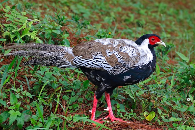 Silber Fasan Lophura nycthemera Schöne Vögel von Thailand