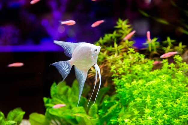 Silber Fisch Aquarium