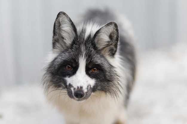 Silber Fuchs. Schöner weißer Fuchs