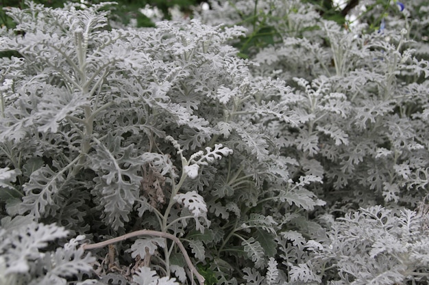Silber Ragwort ist eine graue Pflanze