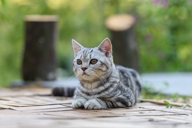 Silber Scottish Straight Cat