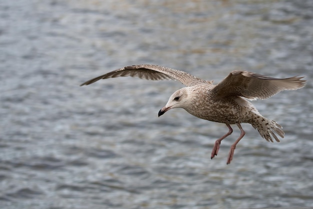 Silbermöwe im Flug