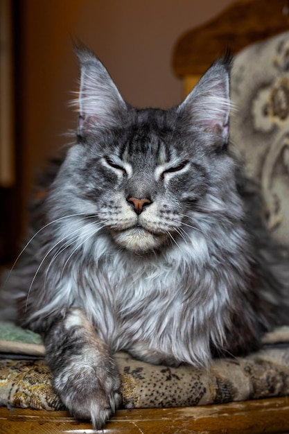 Silberne Maine-Coon-Katze Porträt einer Katze Tierpflege Veterinär