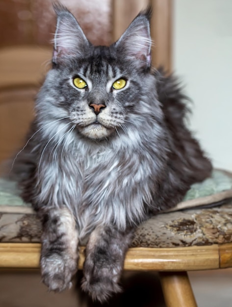 Foto silberne maine-coon-katze porträt einer katze tierpflege veterinär