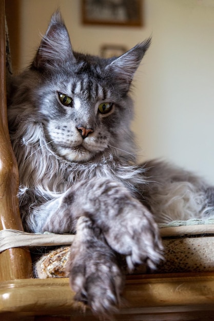 Silberne reinrassige Maine-Coon-Katze Haustierporträt Pflege von Haustieren