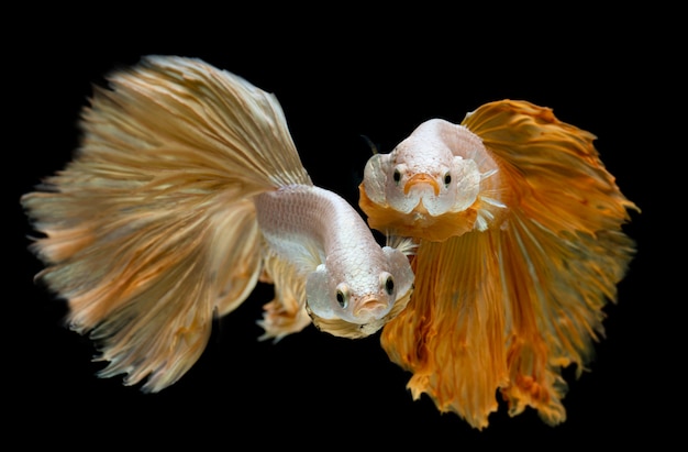 Silberner Goldlanger Halbmond Betta Fisch.