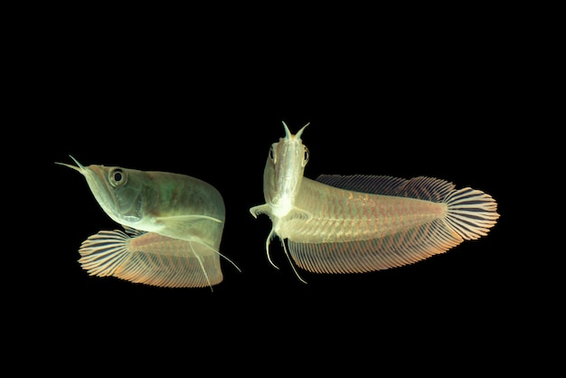 Silbernes arowana getrennt im schwarzen hintergrund