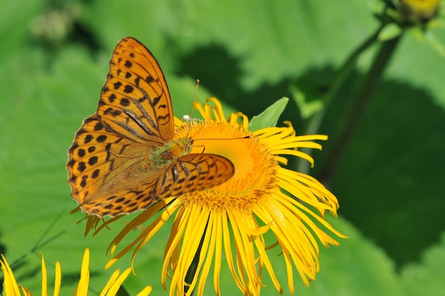 Silberperlenschmetterling (Argynnis paphia) auf der gelben Blume. Makro, geringe Schärfentiefe