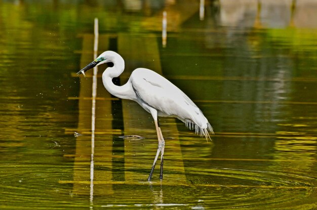 Silberreiher (Ardea Alba) Angeln