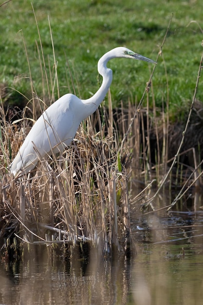 Silberreiher Ardea alba Ein Vogel steht am Ufer eines Flusses in einem Schilfdickicht und jagt kleine Fische