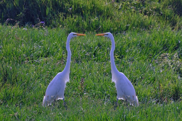 Silberreiher Ardea alba