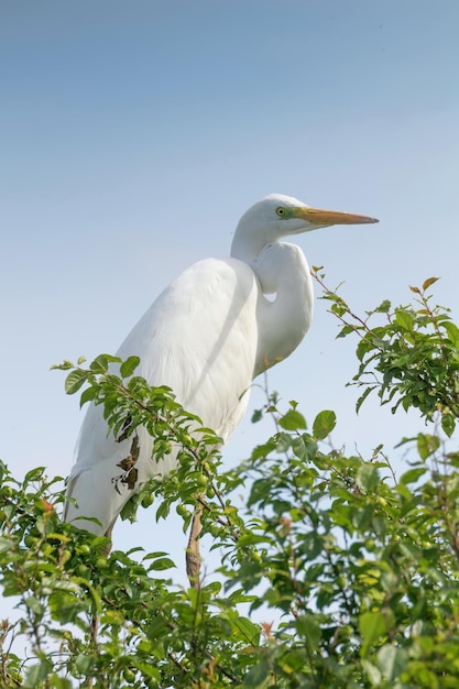 Silberreiher auf Baum (Ardea Alba) Silberreiher