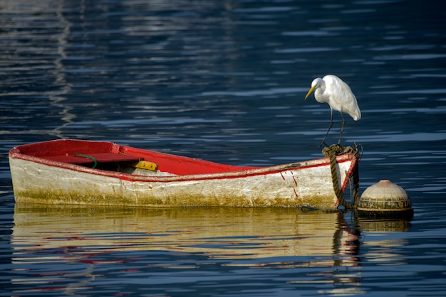 Silberreiher auf einem roten Boot