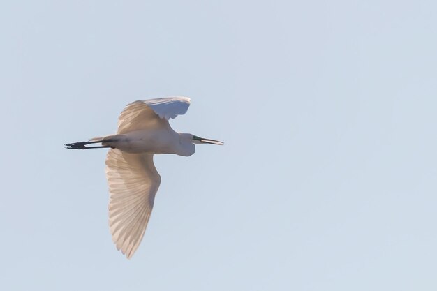 Silberreiher fliegen (Ardea alba) klarer Himmel