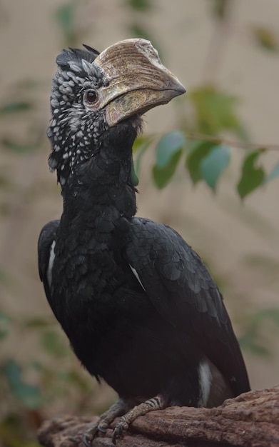 Foto silberwangen-nashornvogel