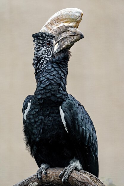 Silberwangen-Nashornvogel