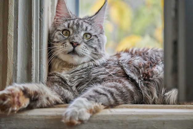 Silberweißer Marmor Maine Coon Katze auf Fensterbank. Lustige erwachsene Maine Coon reinrassige Katze.