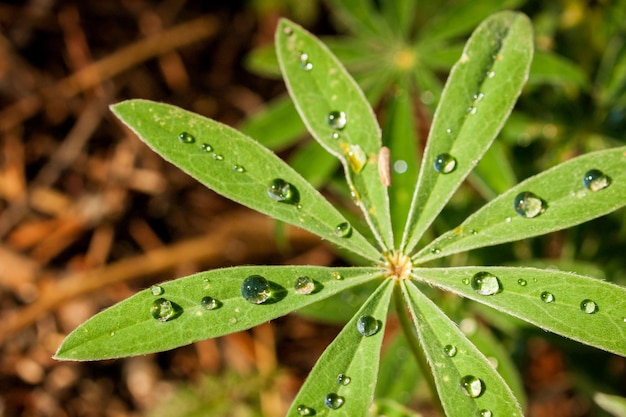 Silbrige Lupine, die in weiten Teilen des westlichen Nordamerikas von den südwestlichen kanadischen Provinzen bis zum Südwesten und Mittleren Westen der Vereinigten Staaten heimisch ist.