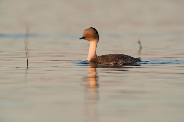 Silbriger Haubentaucher in der Pampa-Lagoo-Umgebung Patagonien Argentinien