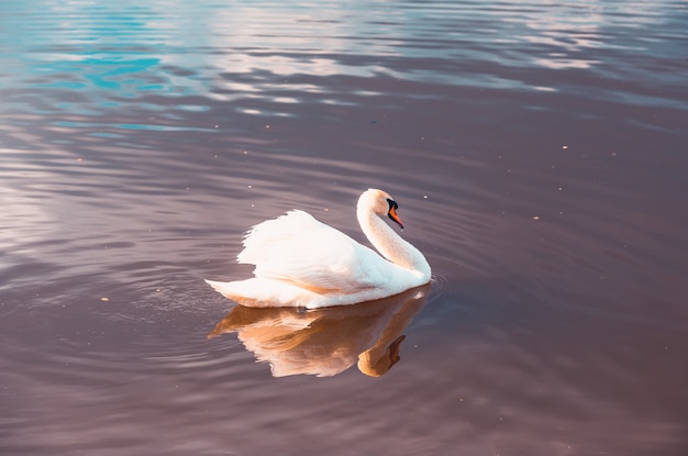 Silenciar el cisne. Gran ave de agua blanca. Flotando en el lago